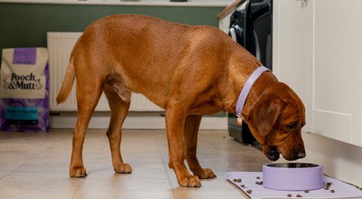 30% Pooch & Mutt Discount